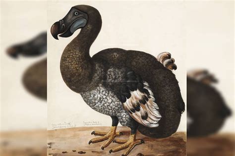 pássaro dodo-4